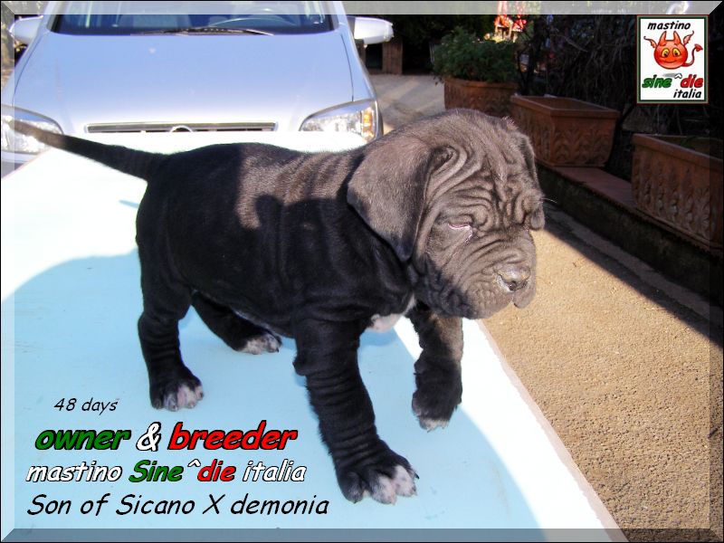 Cuccioli di Demonia & Sicano Sine^die,,, Palermo 26 maerzo 2008,,,