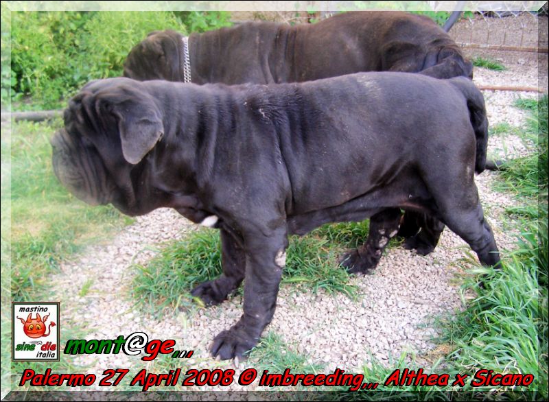 imbreeding,,, Althea x Sine^die Sicano palermo 27 april 2008