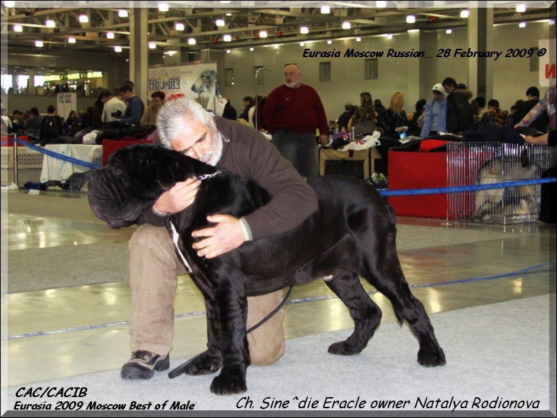 Mosca Ch. Sine^die Eracle. CAC CACIB 28 February 2009,