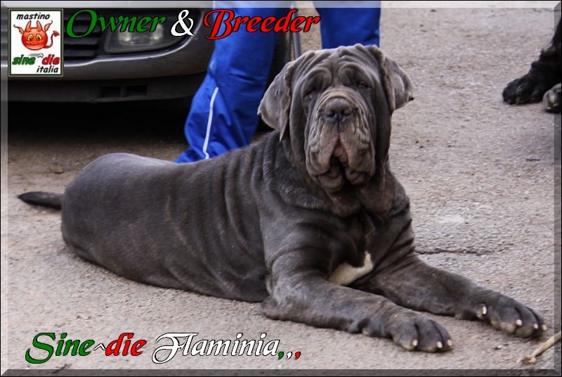Sine^die Flaminia owner & breeder Giuseppe La Parola