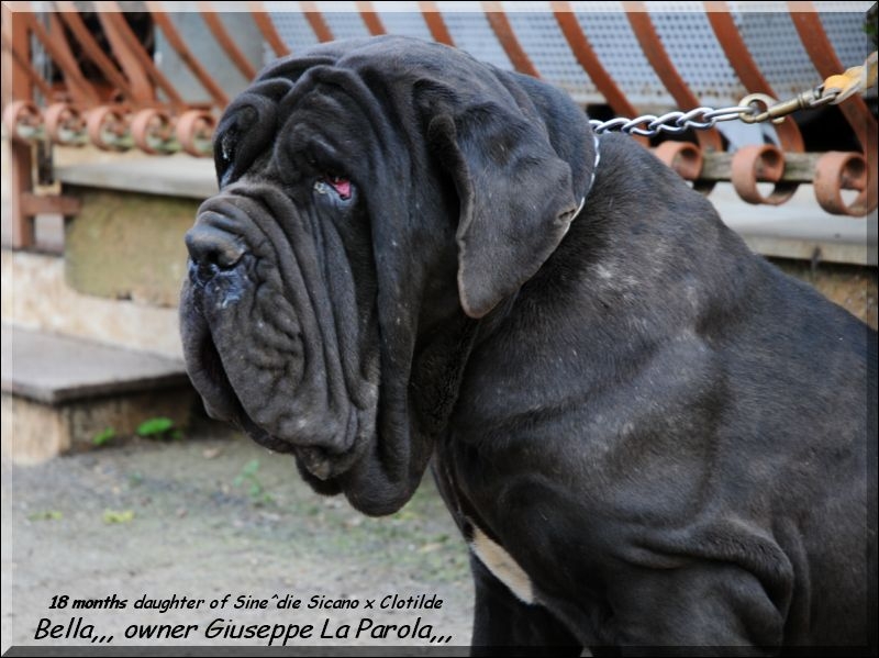 Bella owner Sine^die,,, 18 March 2009,,