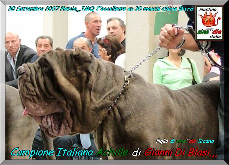 Campione Italiano Achille di Gianni Di Blasi,,, eccellente primo al Trofeo Maio Querci del 2007,
