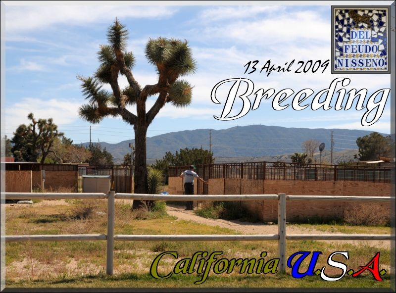 lax breeding pierluigi scalia,