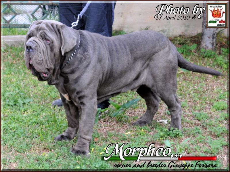 Morfeo by Giuseppe Ferrara Italy