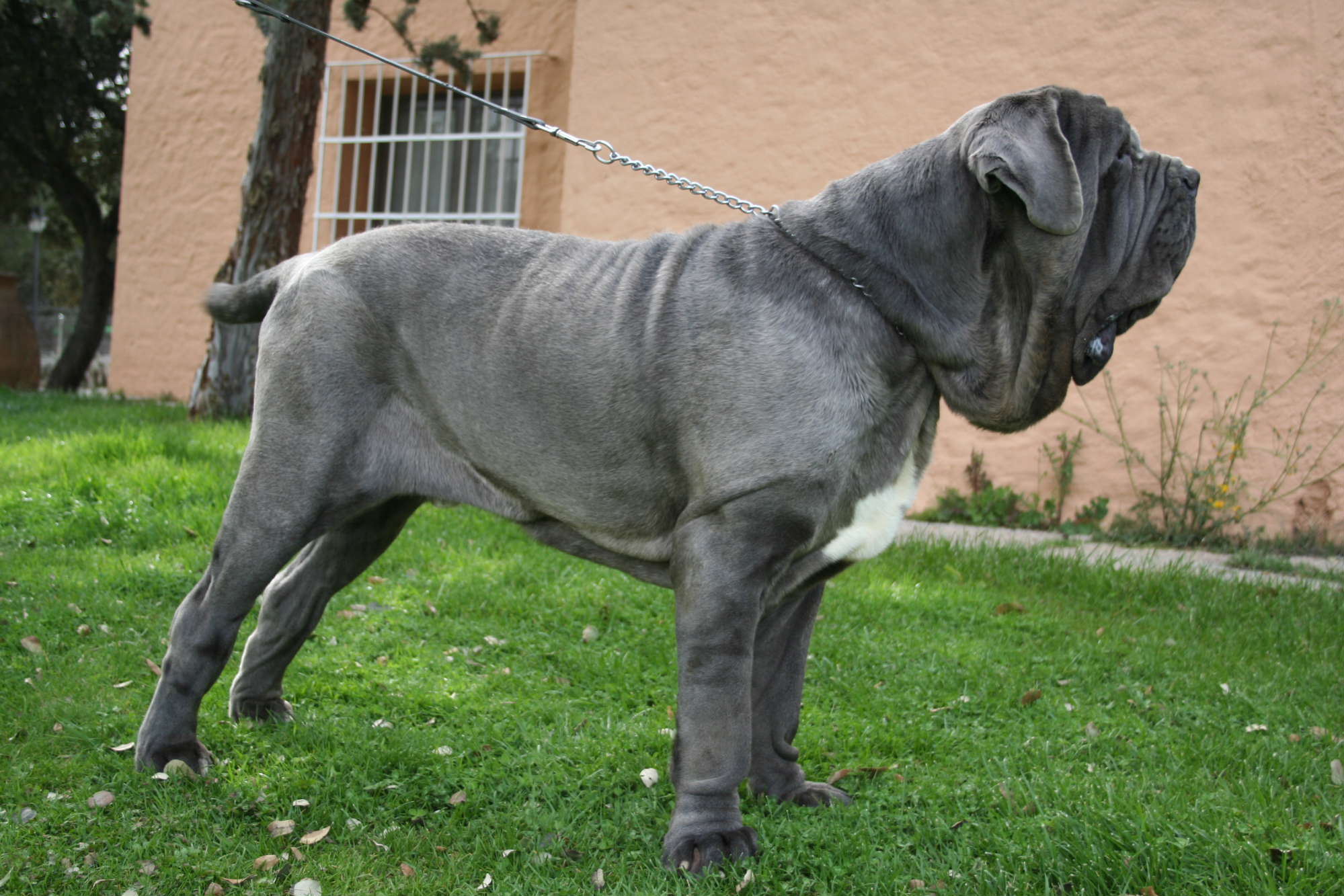 TULIO DE AZZURRA 16 meses