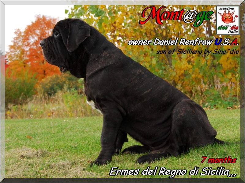 Ermes del Regno di Sicilia,,, son of Siciliano by Sine^die 7 months,