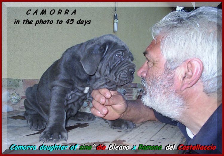 Camorra daughter of sine^die Sicano x Ramona del Castrllaccio