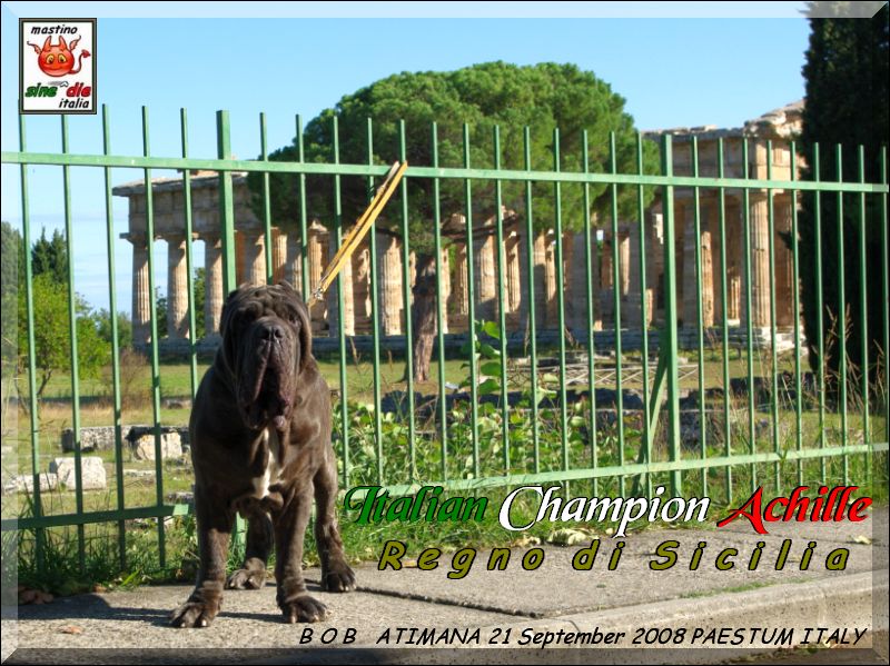 ATIMANA 2008 BOB It. Ch. Achille del Regno di Sicilia...