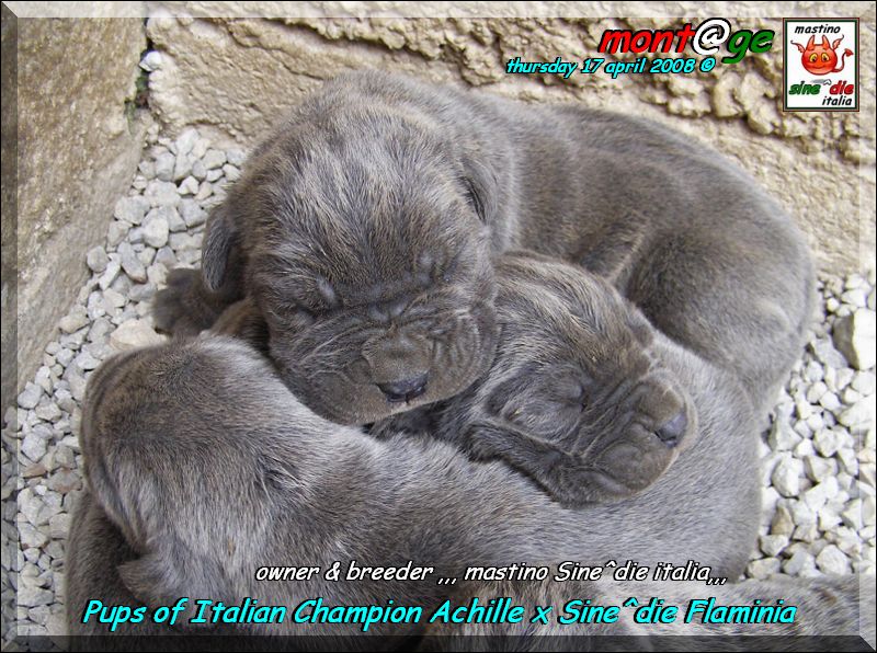 Cuccioli  Achille italian champion  by Di Blasi x Sine^ die Flamninia,,, 17 aprile 2008