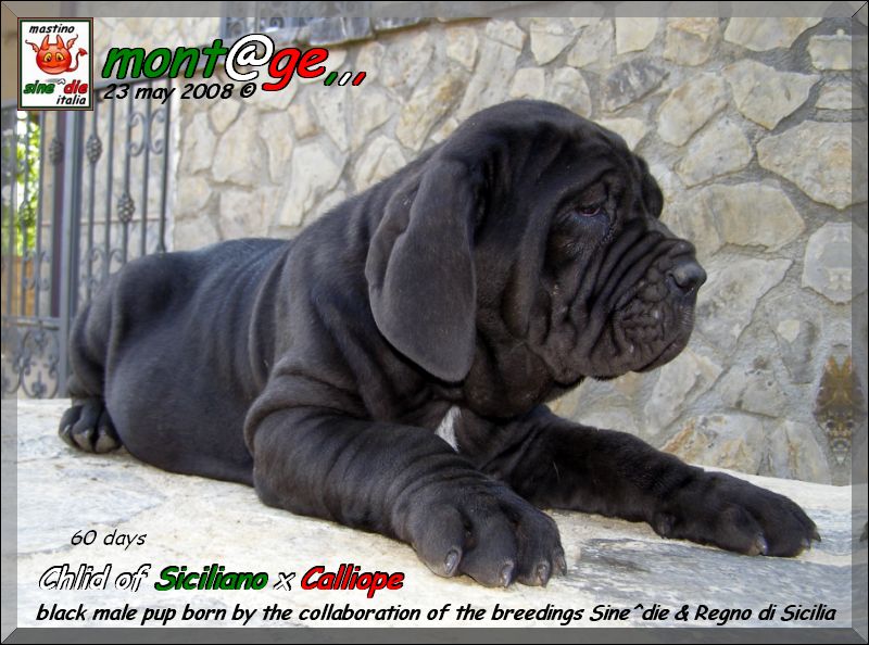 Cucciolo di Siciliano x Calliope,,, 23 may 2008,,,