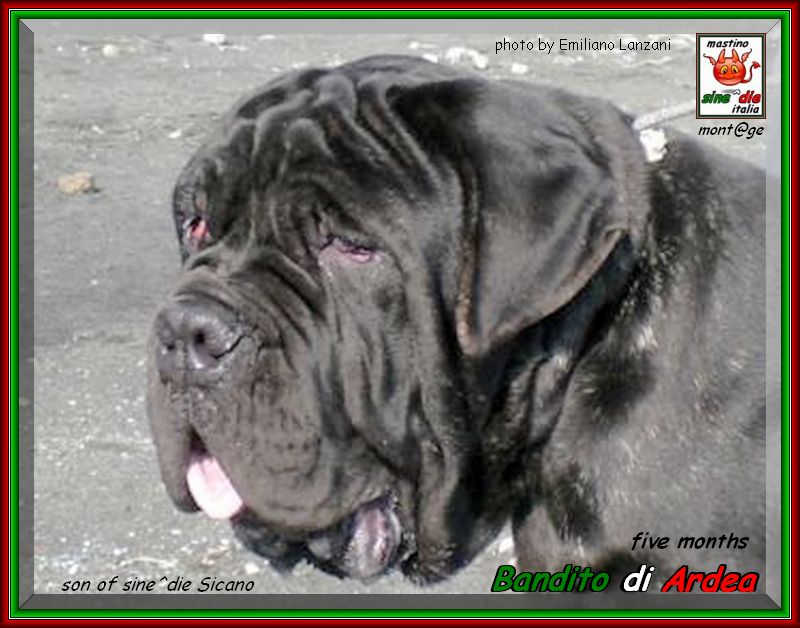Bandito di Ardea figlio di sine^die Sicano x vesta di Ardea owner breeding di ARDEA