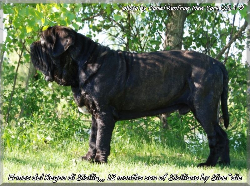 Ermes Regno di Sicilia 12 months