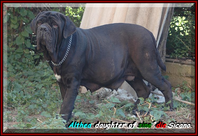 Althea daughter of sine^die Sicano.....