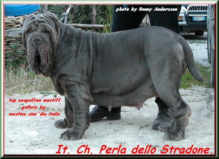 top neapolitan mastiff It. Ch. PERLA dello STRADONE... by gallery mastino sine^die italia