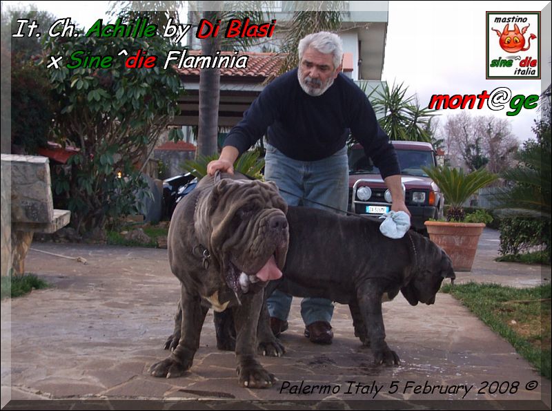 Ch. It. Achille by Gianni Di Blasi x Sine^die Flaminia,,, joining,,, 5 February 2008,