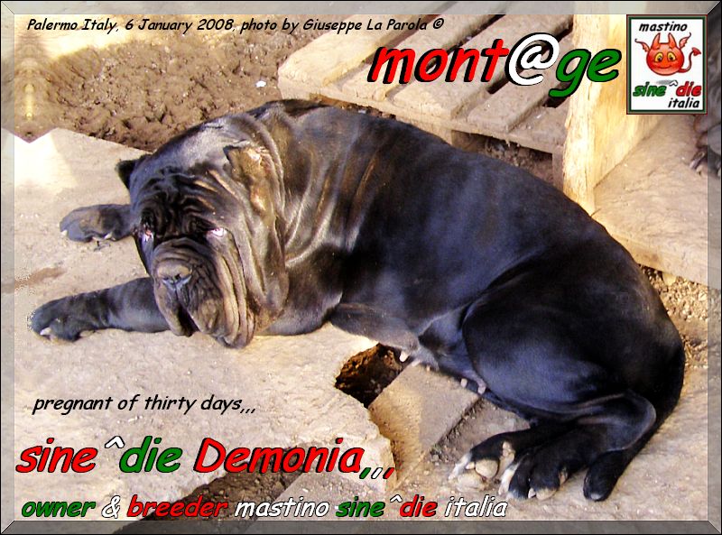 sine^die Demonia,,, breeder & owner mastino sine^die italia,,,