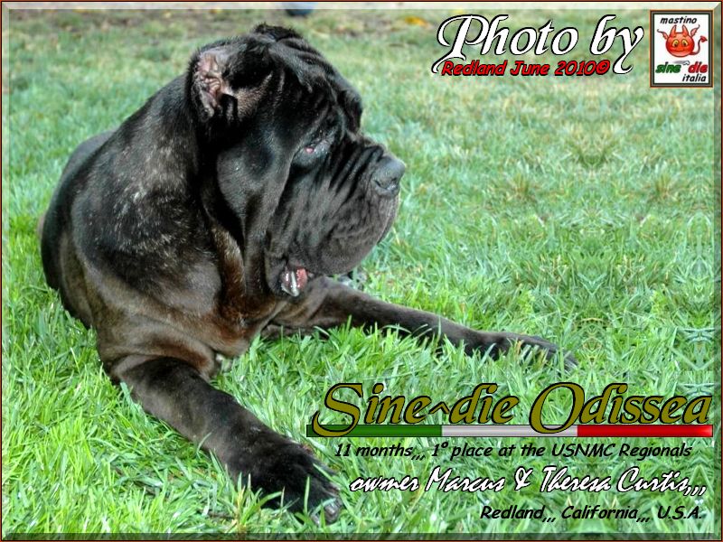 Sine^die Odissea June 2010