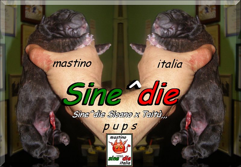 cuccioli di Sine^die Sicano x Taitu breeder mastino Sine^die italia,,