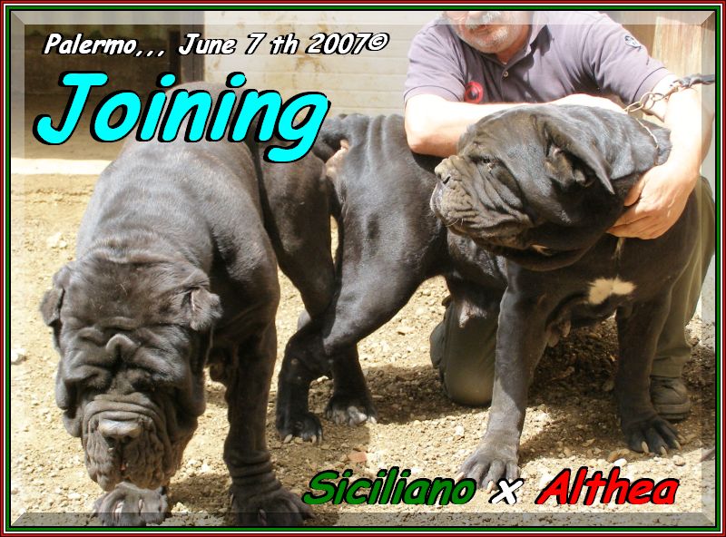 Joining,,, Althea x Siciliano by sine^die,,, oo8 bis