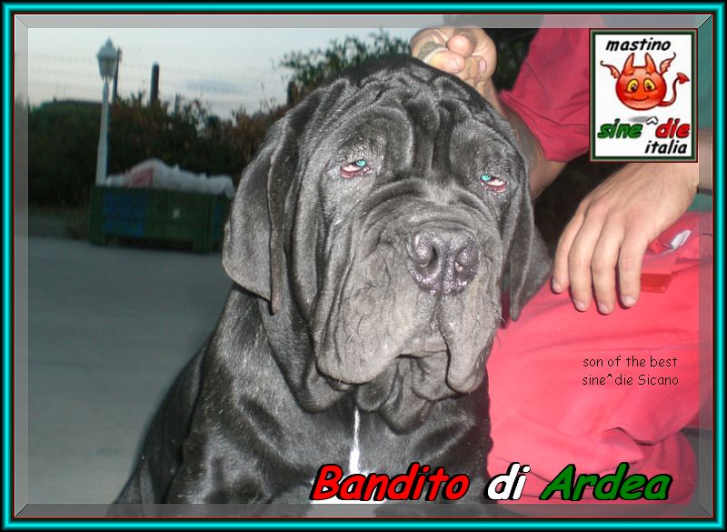 Bandito di Ardea figlio di sine^die Sicano,,, 800 pixel,,,;