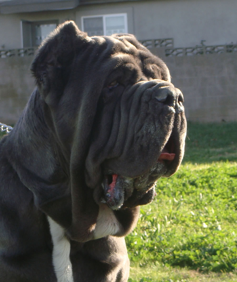 MateoHd