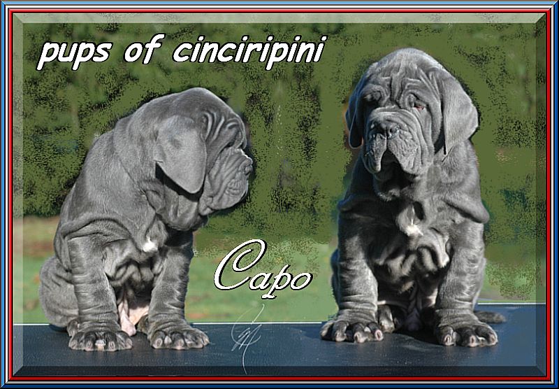 pups by Cinciripini,,, Capo,,,