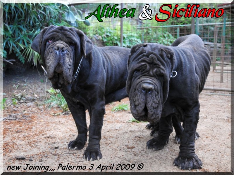 Joining,,, Althea x Siciliano 3 Aprile 2009,