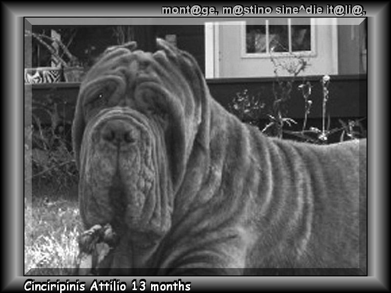 Cinciripini Attilio 13 months