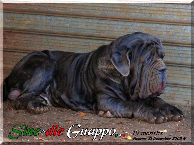 Sine^die Guappo,,, 21 Dicembre 2008