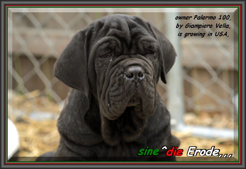 Erode sine^die,,, owner, Giampiero Vella USA,,,