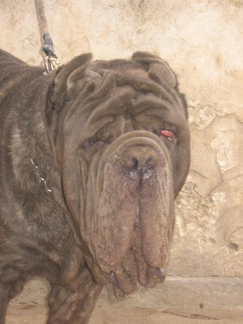 Guaglione  di casa Panico