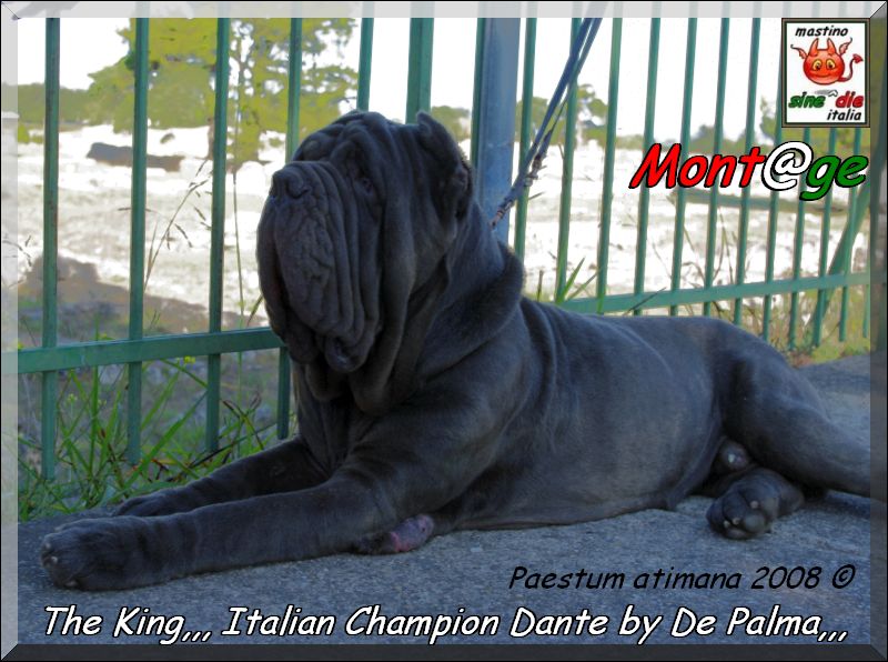 Italian Champion Dante by De Palma