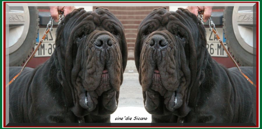 sine^die Sicano breeder Giuseppe La Parola Italy...