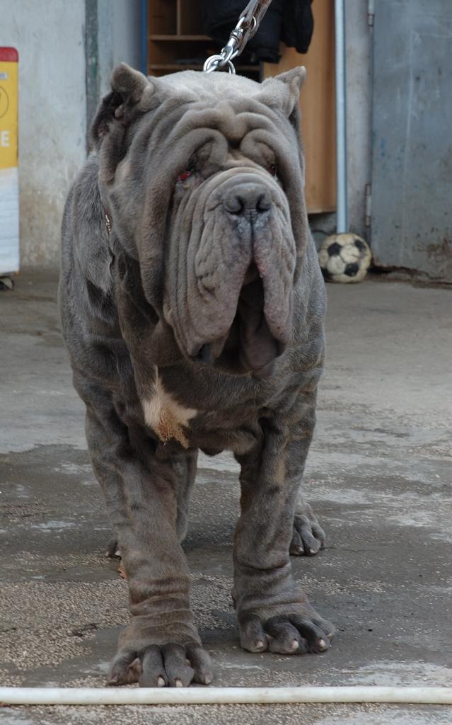 Ogan de Vitale