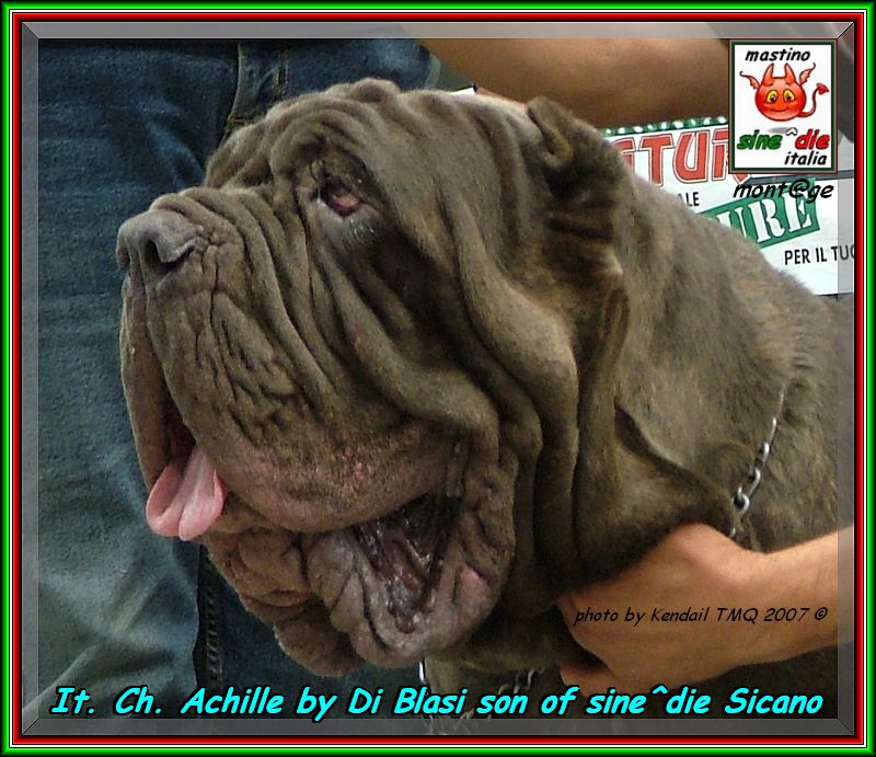 TMQ 2007,,, photo by Kendail It. Ch. Achille by Di Blasi son of sine^die Sicano,,, 2436 bis