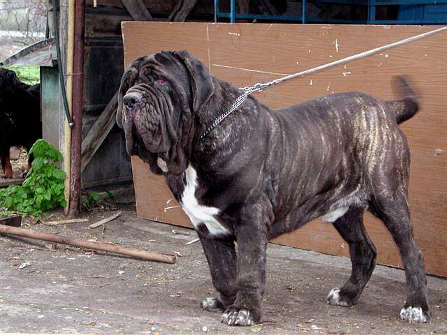 nerone papa' dei  cuccioli