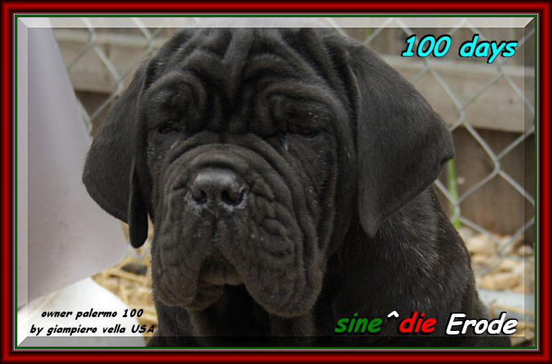 Erode sine^die,,, owner,,, Giampiero Vella USA,,,