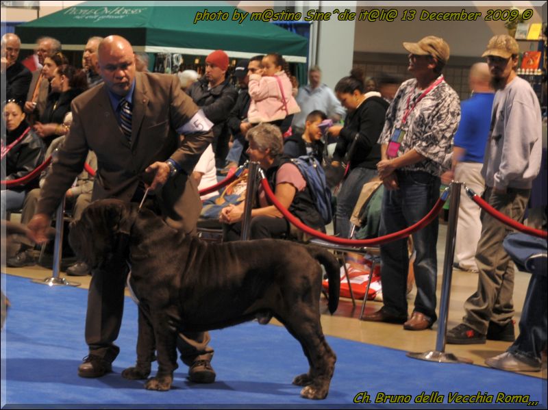 Expo Eukanuba California Ch. Bruno