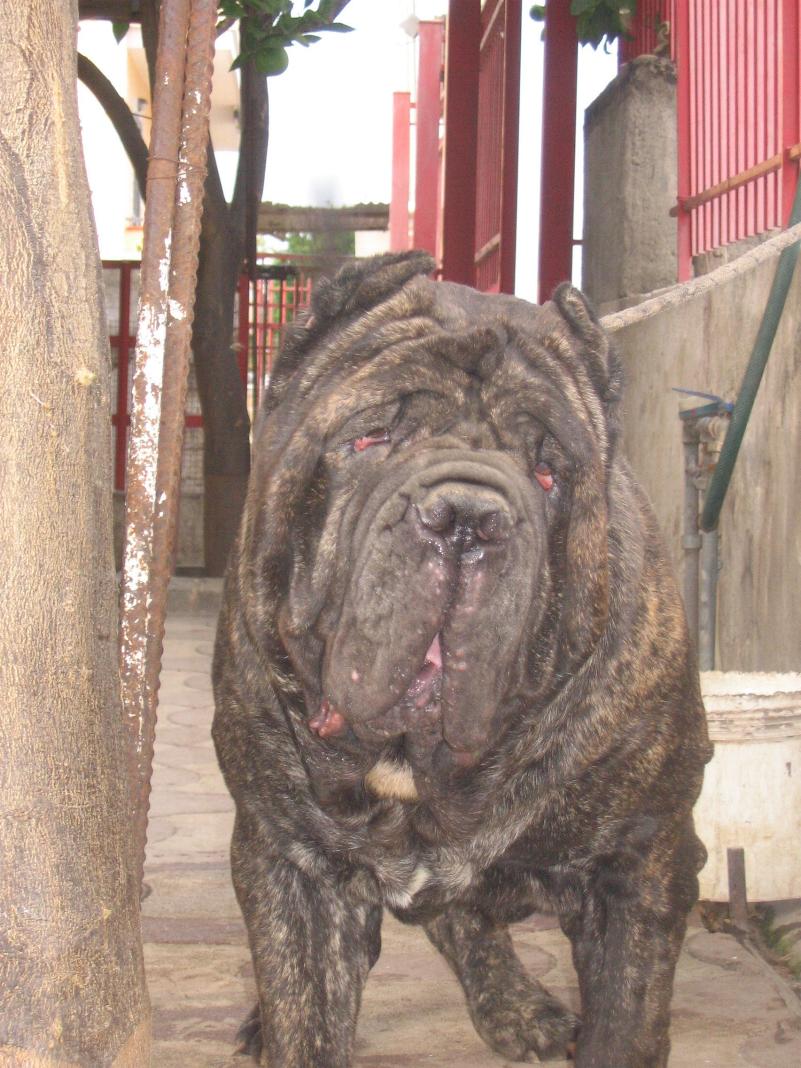 Munaciello di casa Panico