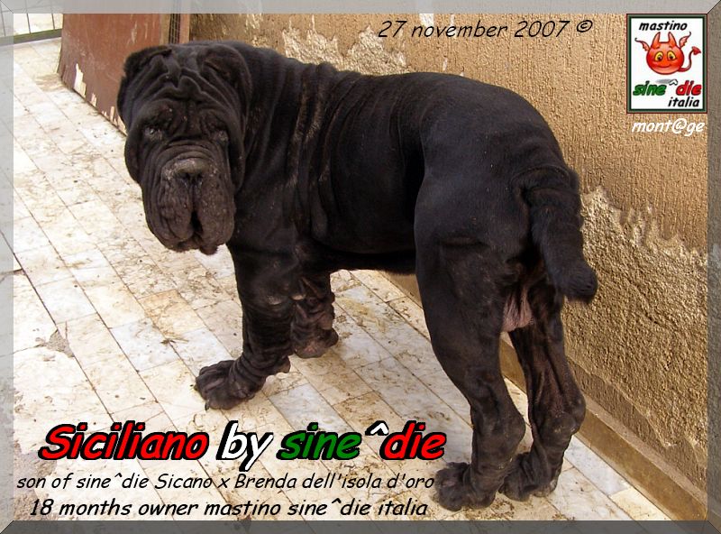 Siciliano by sine^die 18 months owner mastino sine^die italia,,,