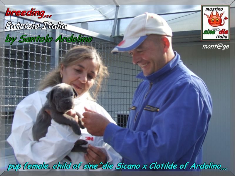 Cuccioli di sine^die Sicano x Clotilde proprietario Santolo Ardolino,,,, x