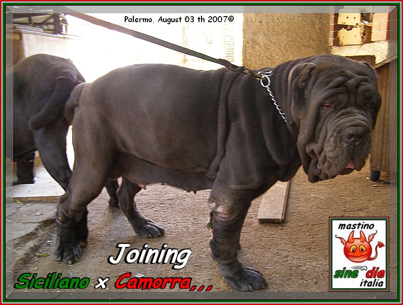 Siciliano & Camorra,,,  03 Agosto 2007 accoppiamento,,,