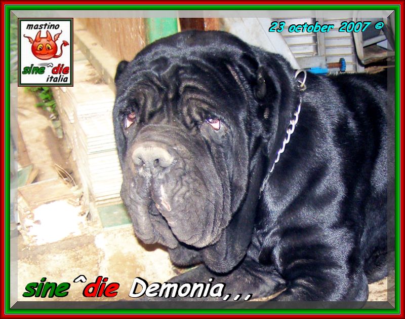 sine^die Demonia,,, Palermo 23 october 2007,,, owner & breeder mastino sine^die italia,,,
