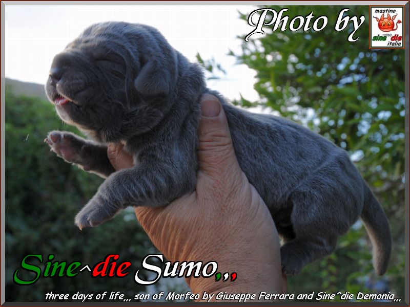 cuccioli di Demonia e Morfeo..