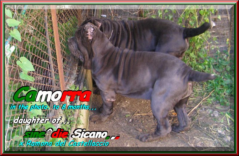 CAMORRA daughter of sine^die Sicano 800...pixel. 8 months, .