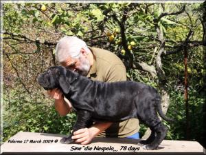 figlia di Siciliano X Sasa 78 days..