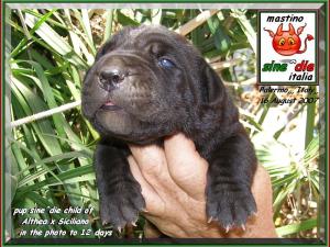 Cuccioli di Althea x Siciliano 16 Agosto 2007,,,