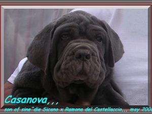 Casanova son of sine^die Sicano x Ramona del Castellaccio,,,