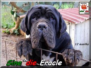 Sine^die Eracle,,, 12 months,,, breeder Giuseppe La Parola Italy,,,