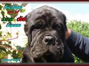 by sine^die Siciliano son of sine^die Sicano owner Giuseppe La Parola italy